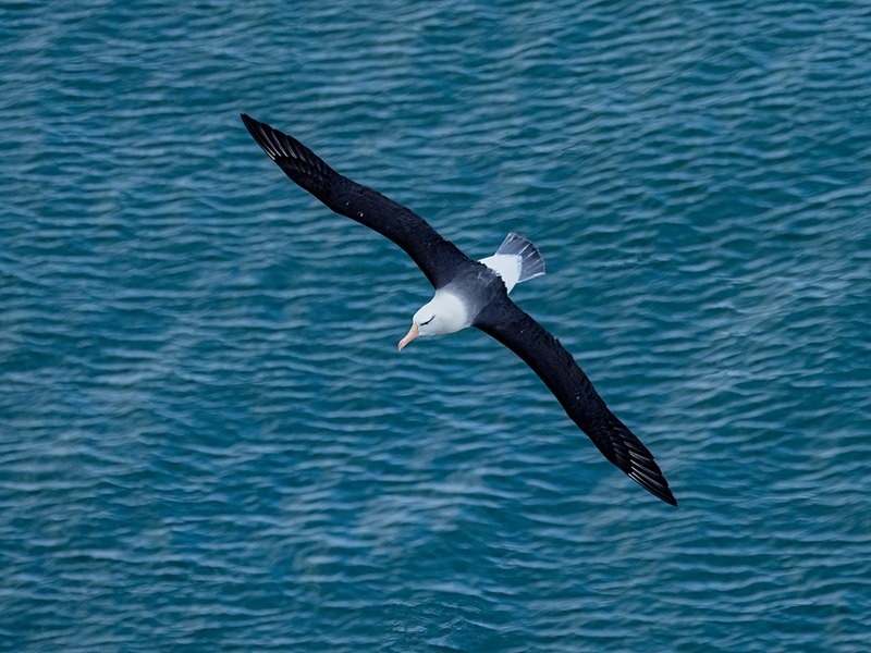 Black-browed Albatross - Albatrosses