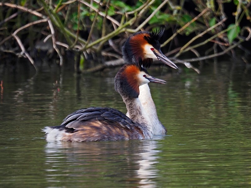 Great Crested Grebe - Grebes