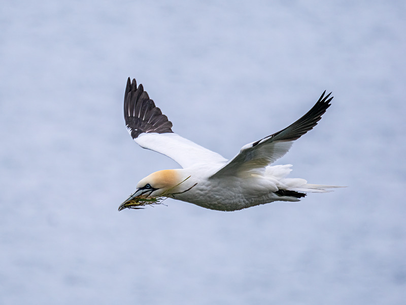 Gannet - Latest photos
