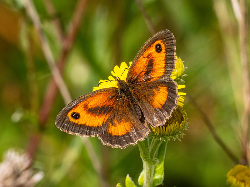 Gatekeeper - Latest photos