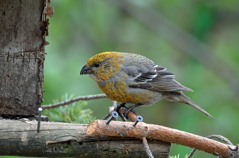 Pine Grosbeak - North Finland - part 1