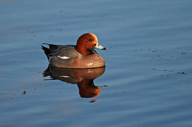 Wigeon - Dabbling ducks
