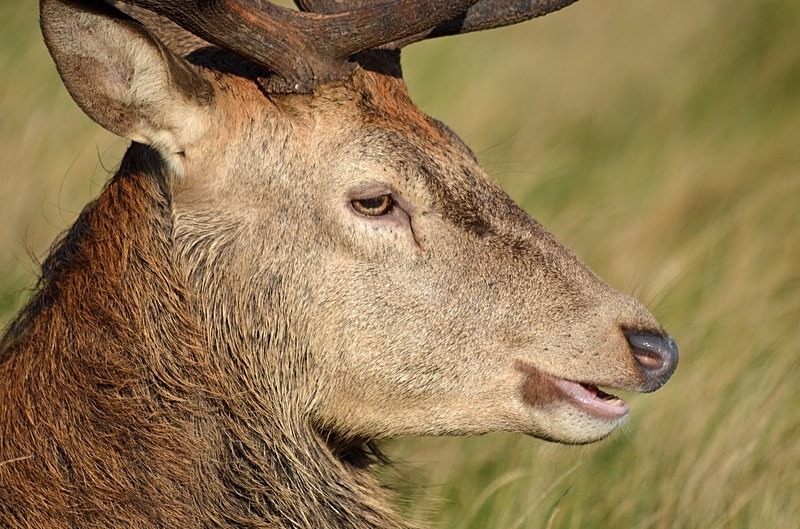 Red Deer - Red Deer