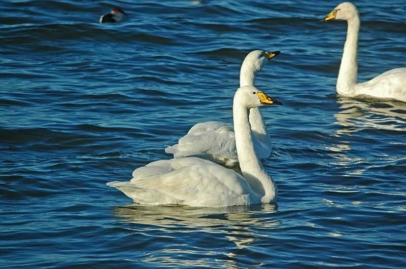Whooper Swans - Whooper and Bewick's Swans