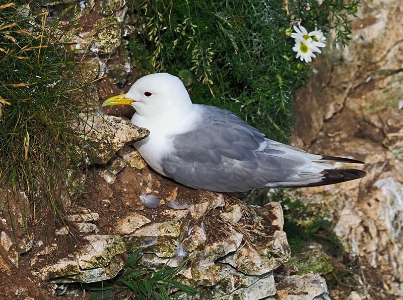 Kittiwake - Gulls