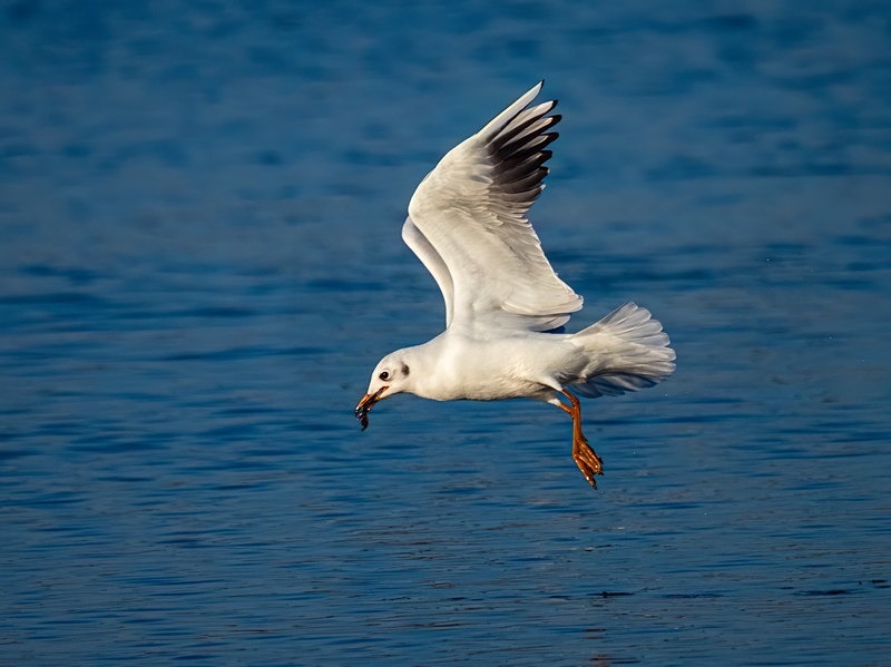 Black-headed Gull - Gulls
