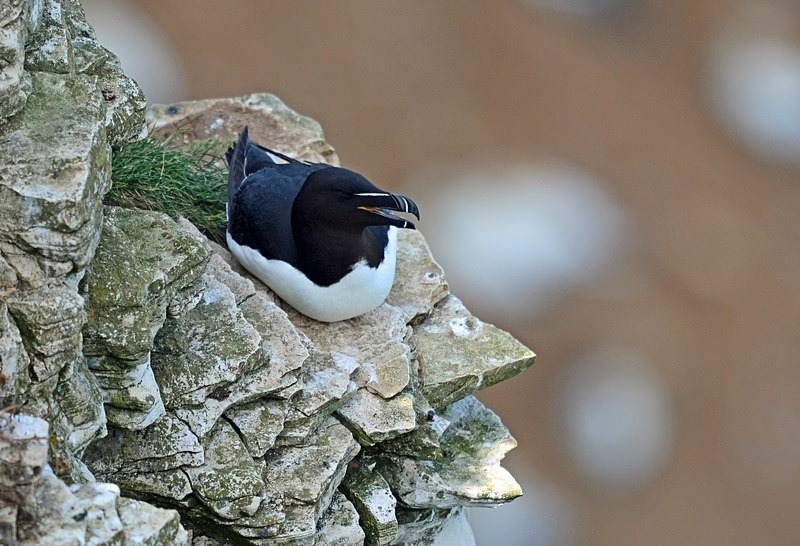 Razorbill - Auks