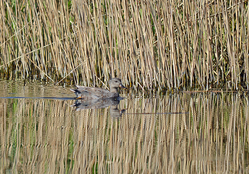 Gadwall - Dabbling ducks