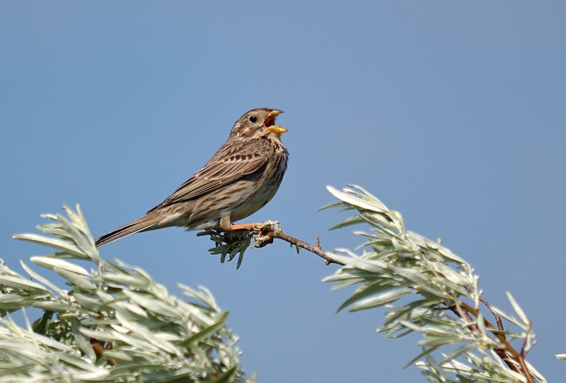 Corn Bunting - Hungary