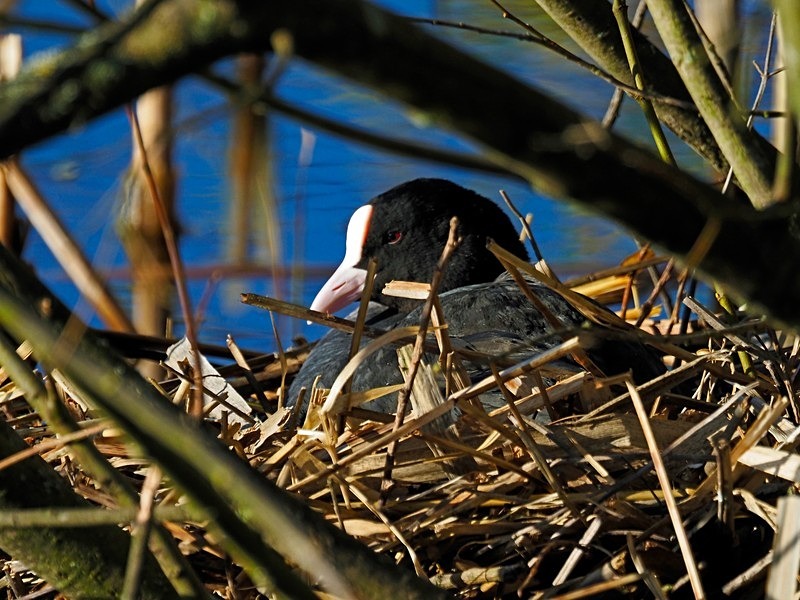 Coot - Crakes and rails