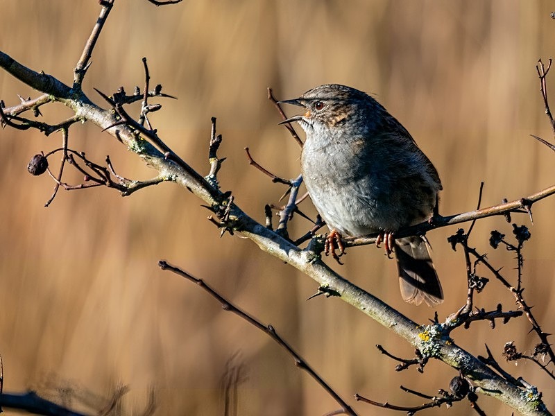 Dunnock - Latest photos