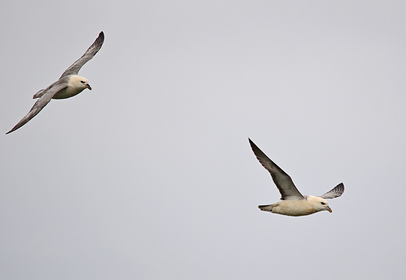 Fulmars - North east Iceland
