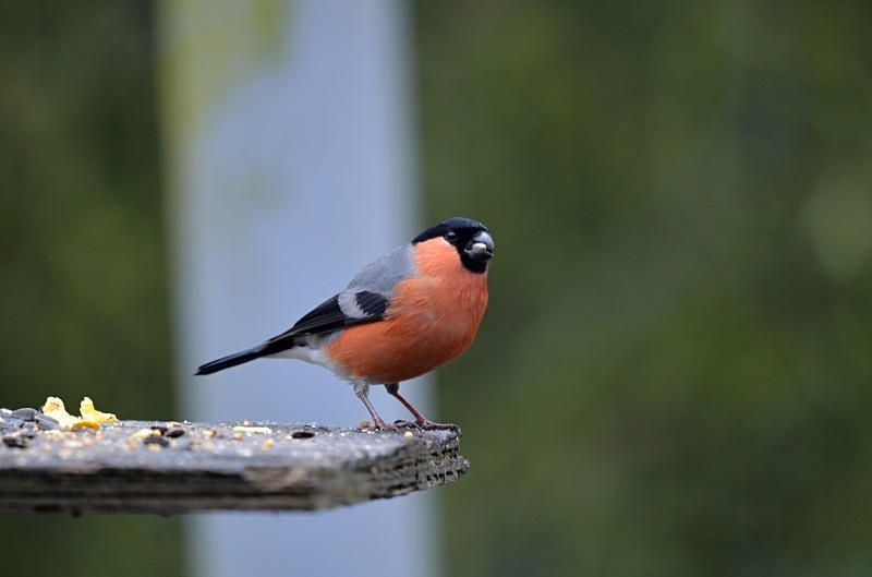 Bullfinch - Finches