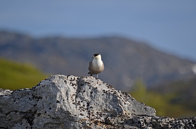 Long-tailed Skua - North Norway