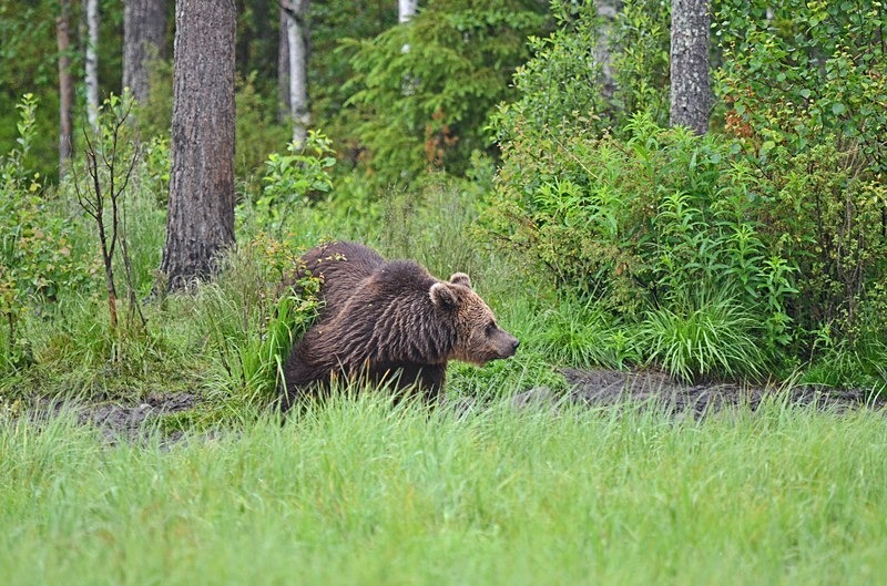 Brown Bear - North Finland - part 2