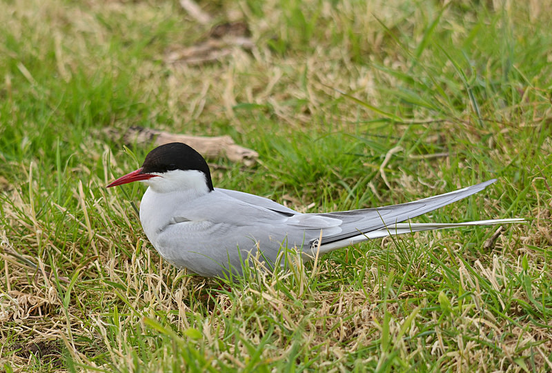 Arctic Tern - Terns