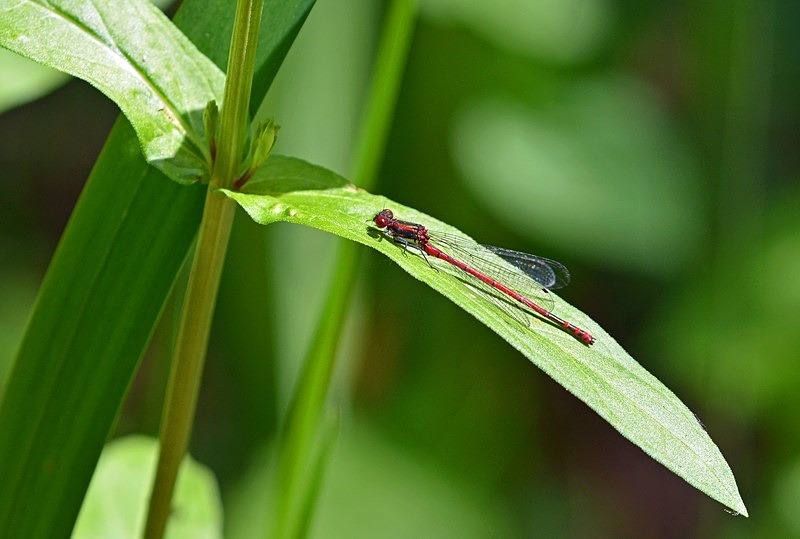 Large Red Damselfly - Dragonflies and damselflies