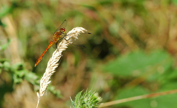 Common Darter - Dragonflies and damselflies