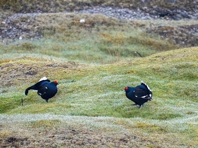 Black Grouse - Game birds