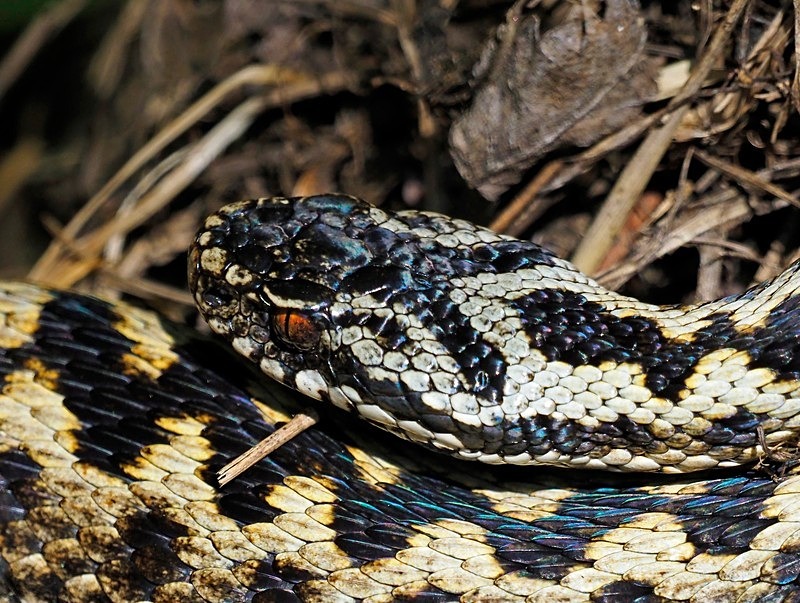 Adder - Snakes