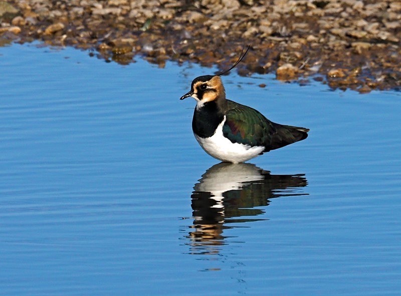 Lapwing - Plovers