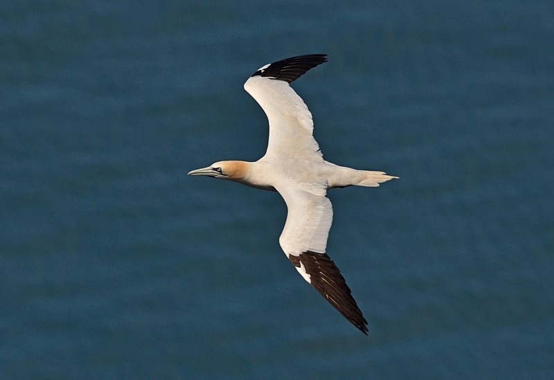 Gannet