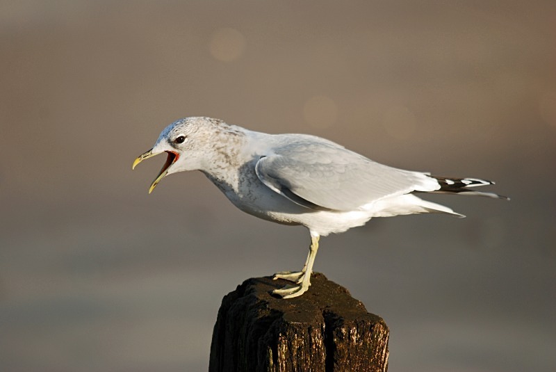Common Gull - Gulls