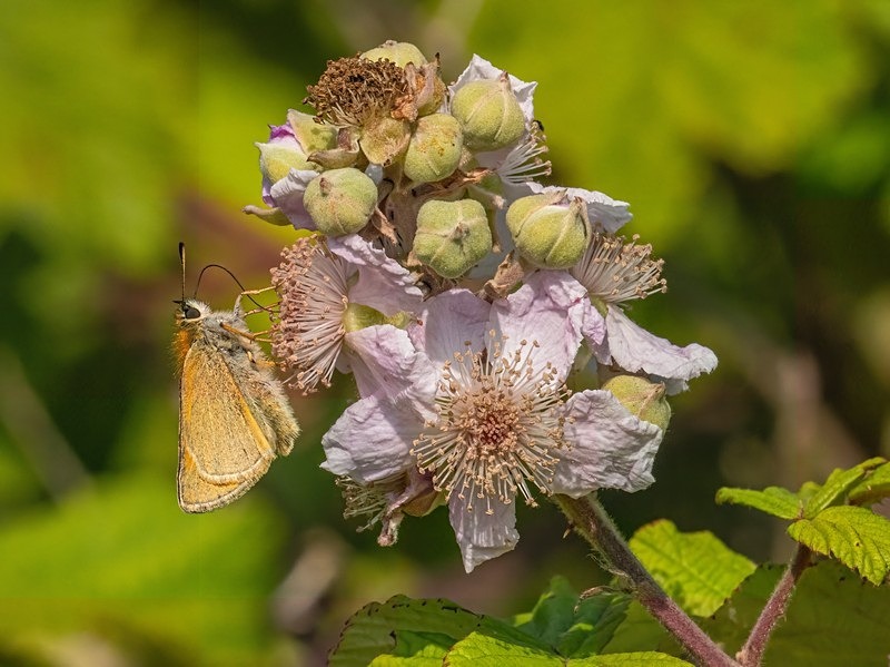 Essex Skipper - Butterflies