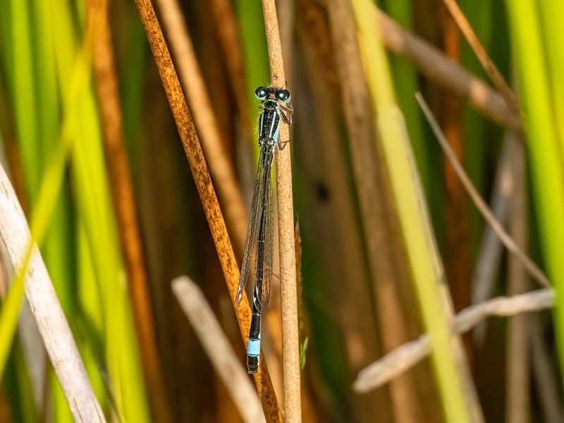 Blue-tailed Damselfly - Dragonflies and damselflies