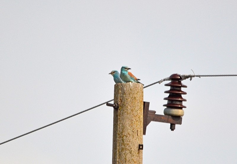 European Rollers - Bulgaria
