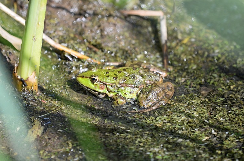 Marsh Frog - Frogs and toads