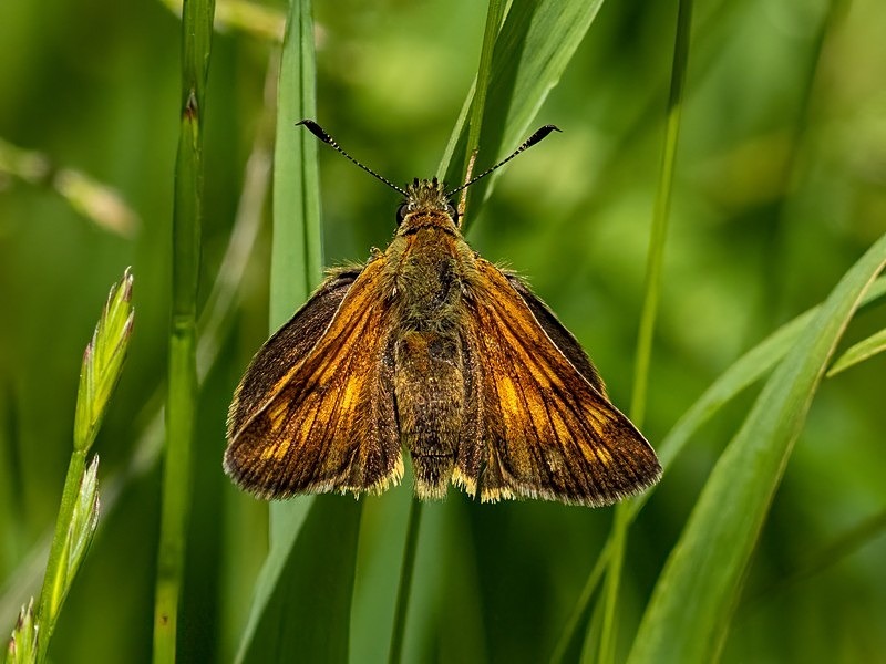 Large Skipper - Butterflies