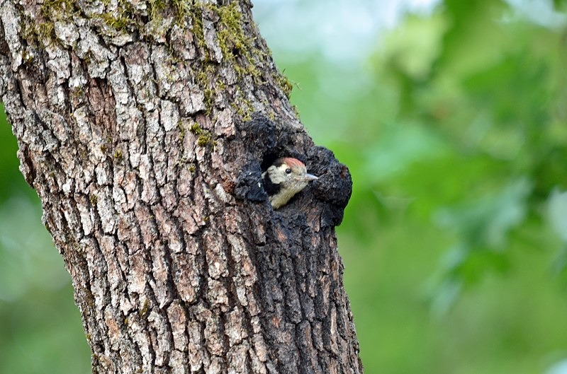 Middle Spotted Woodpecker - Bulgaria