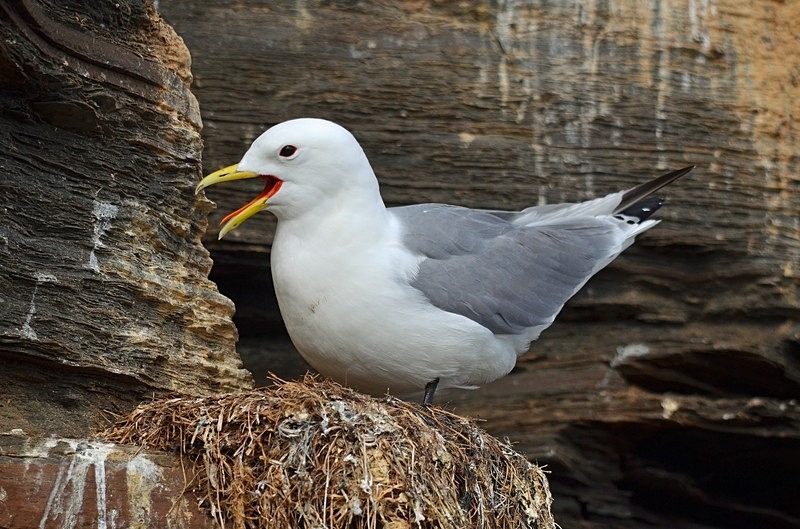 Kittiwake - North Norway