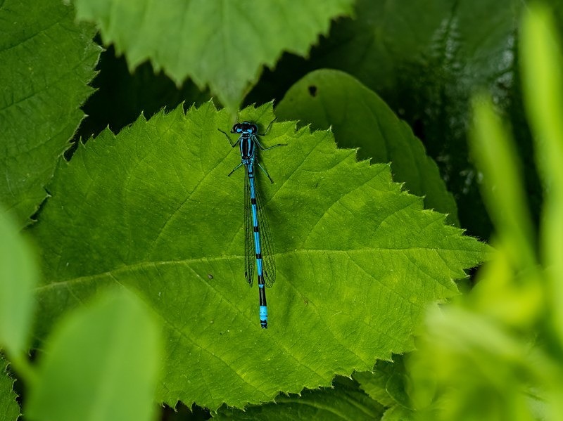 Azure Damselfly - Dragonflies and damselflies