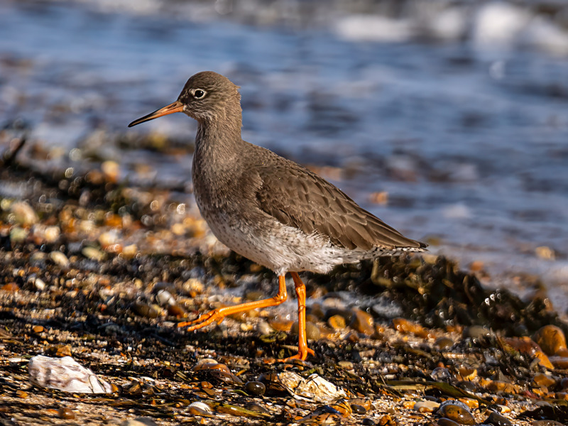 Common Redshank - Latest photos