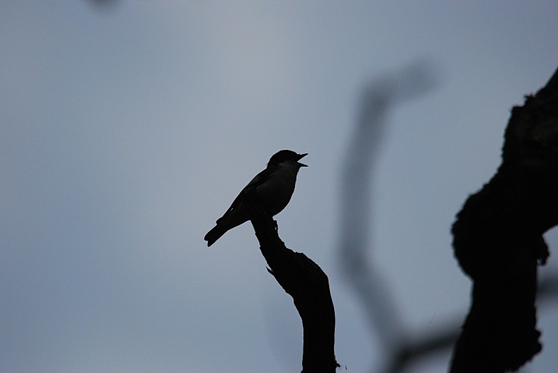 Pied Flycatcher - Flycatchers