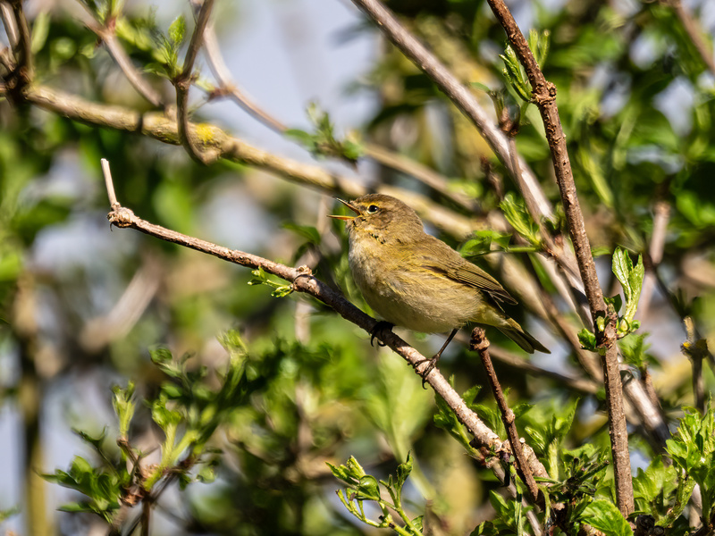 Chiffchaff - Latest photos