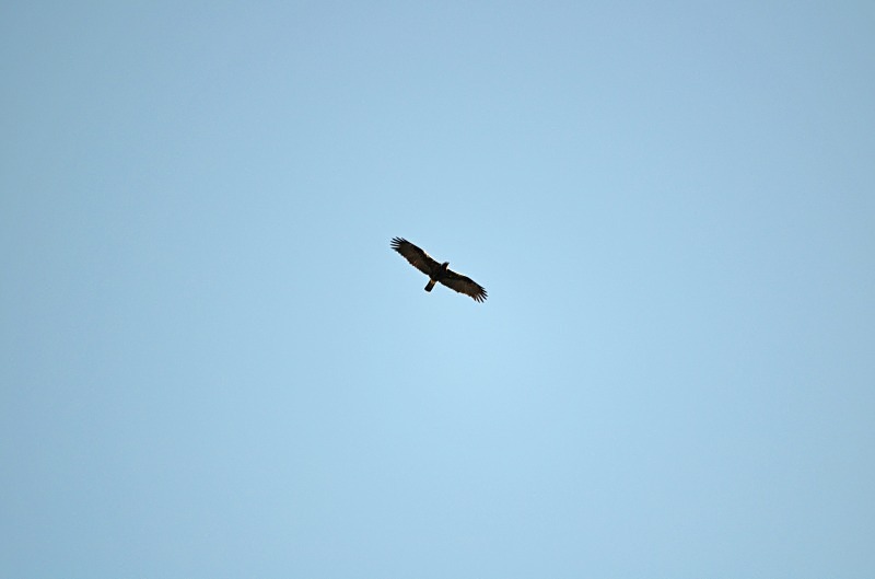 Spanish Imperial Eagle - South and west Spain - April and May 2012