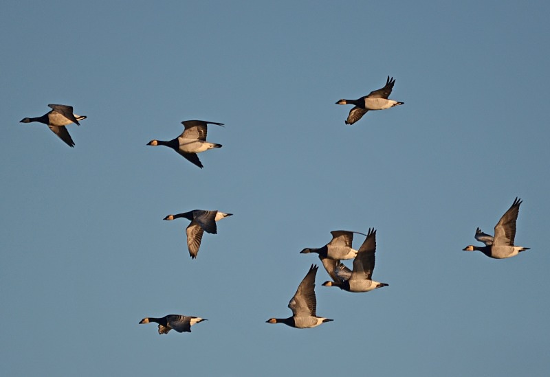 Barnacle Geese - Black geese