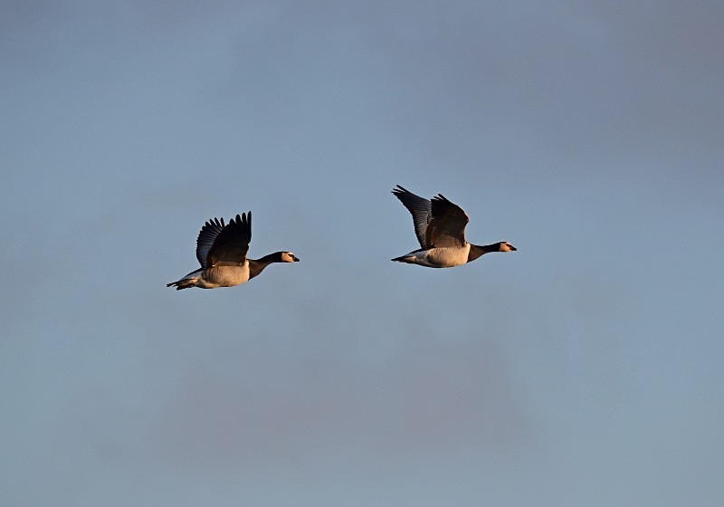 Barnacle Geese - Black geese