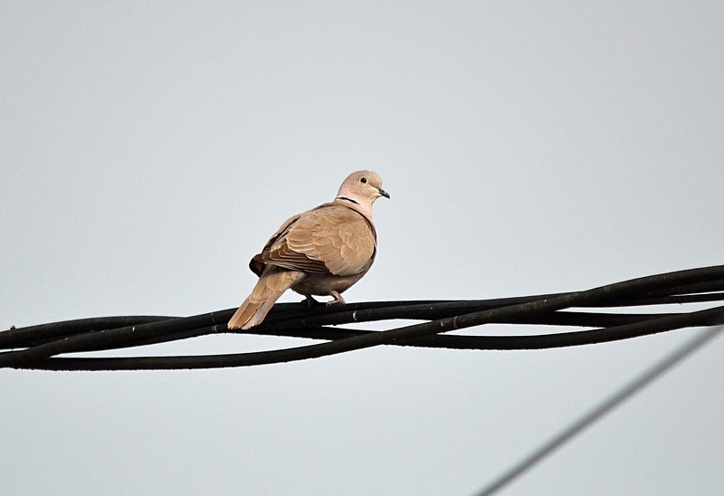 Collared Dove - Romania