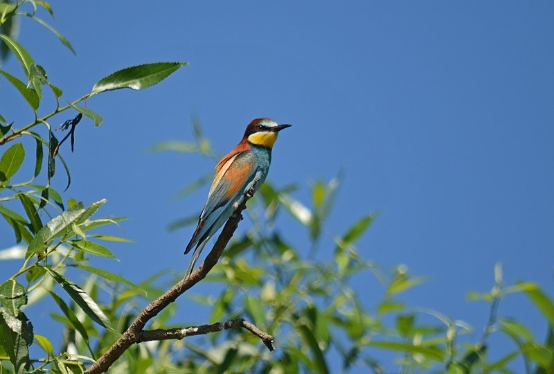 European Bee-eater - Slovakia