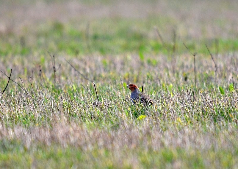 Grey Partridge - Game birds