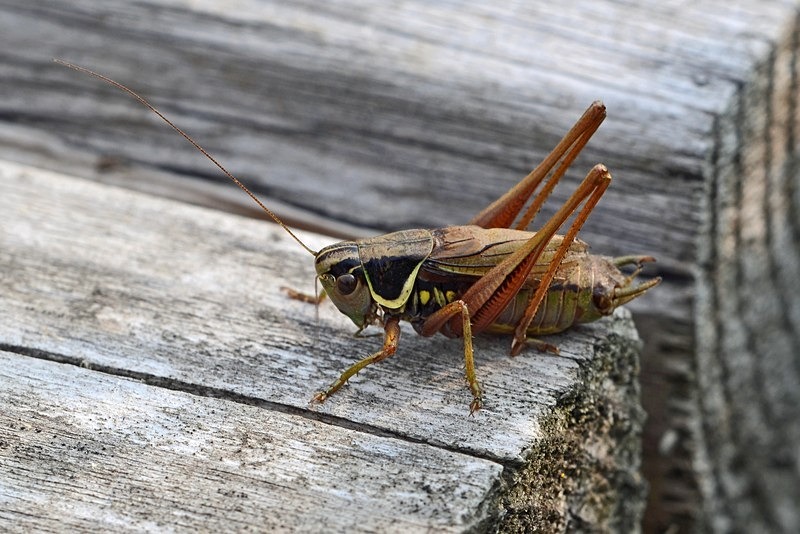 August 2020 - Roesel's Bush-cricket - Photos of the month