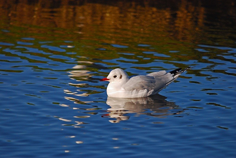 Black-headed Gull - Gulls