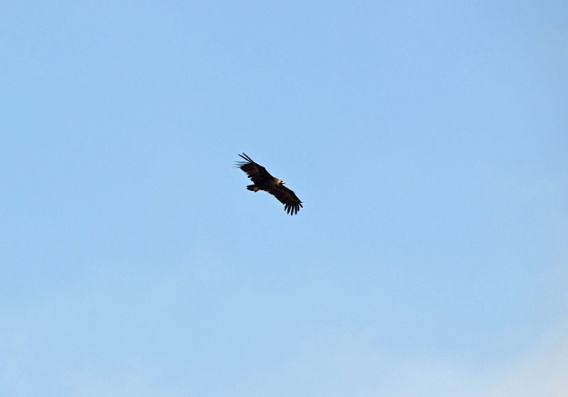 Black Vulture - South Spain - September 2013