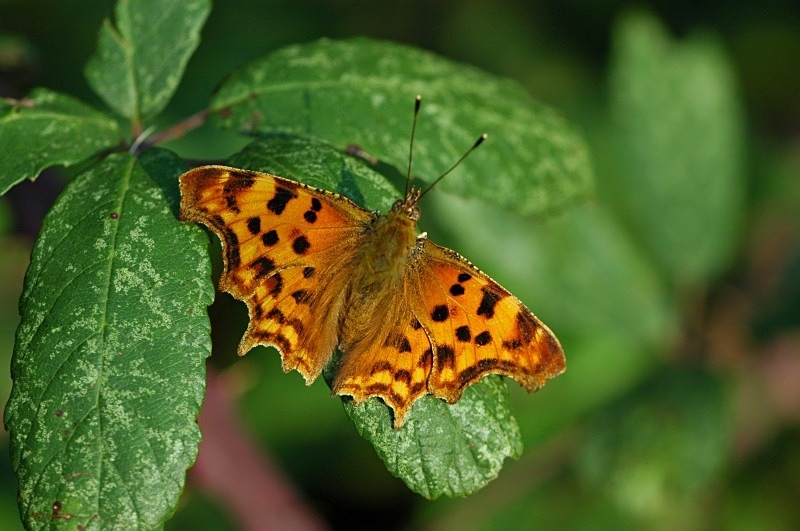 Comma - Butterflies