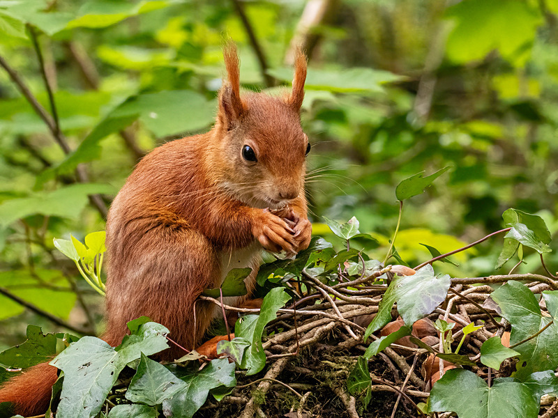 Red Squirrel - Latest photos