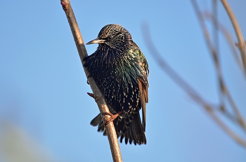 Starling